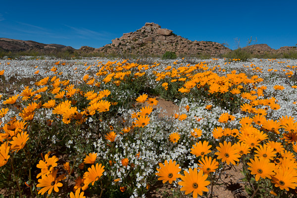 Namaqualand, il miracolo del deserto che fiorisce una volta l'anno
