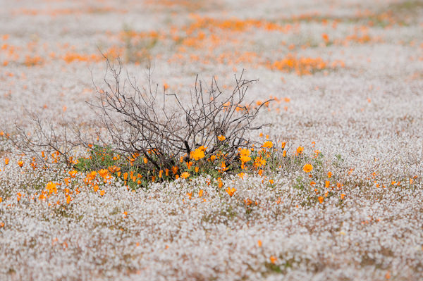 Namaqualand, il miracolo del deserto che fiorisce una volta l'anno