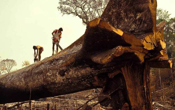 Brasile: un cellulare in ogni albero per combattere la deforestazione 