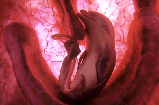 Animali in utero: viaggio fotografico dal concepimento alla nascita