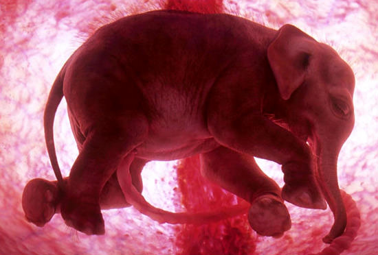 Animali in utero: viaggio fotografico dal concepimento alla nascita