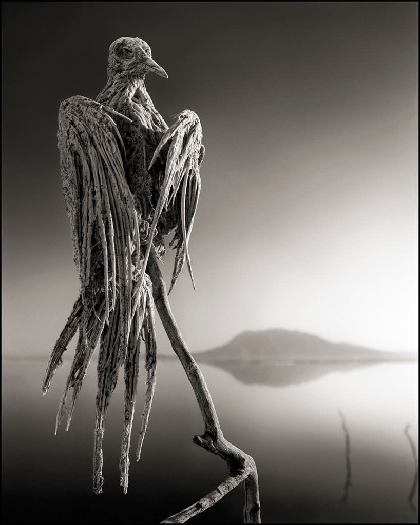 Tanzania, il lago Natron trasforma gli animali in statue 